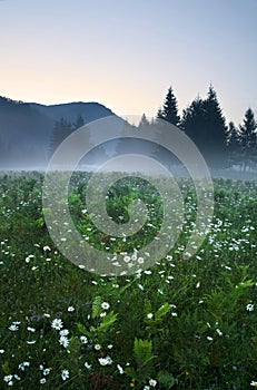 Evening mist over a flowery pasture