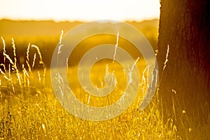 Evening mood, blades of grass and tree