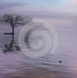 Evening Mysty Lake Scenery, Constance, Switzerland