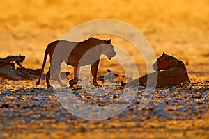 Evening orange sunset in Africa. Lions, portrait of pair of African lions, Panthera leo, detail of big animals, Etocha NP, Namibia