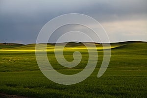 Evening on the Palouse in Eastern Washington