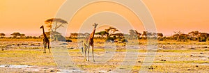 Evening panorama of savanna with giraffes, Amboseli National Park, Kenya, Africa