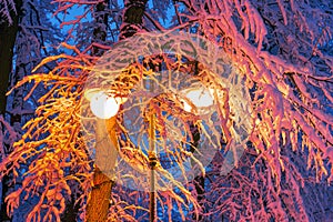 Evening park after snowfall