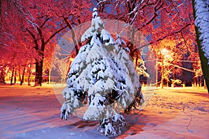 Evening park after snowfall