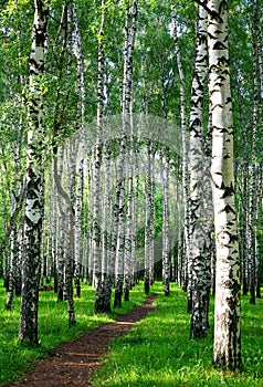 Evening pathway in the summer birch forest