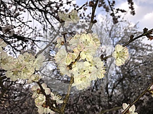 Evening photo of a flowering. Tree branches with blooming flowers. Spring photo.