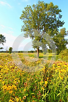 Evening Prairie in Illinois