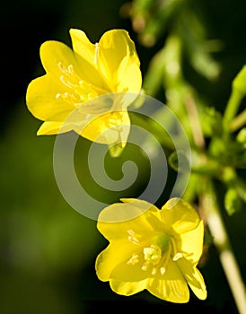 Evening Primrose