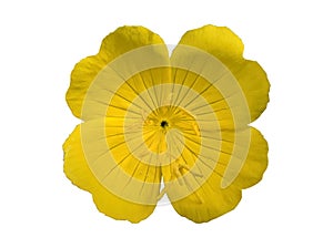 Evening Primrose from above Isolated