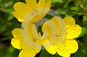 Evening Primrose Blooms Closeup