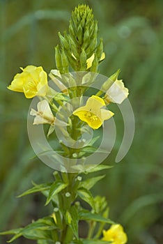 Evening Primrose Blossoms Open and Shut photo