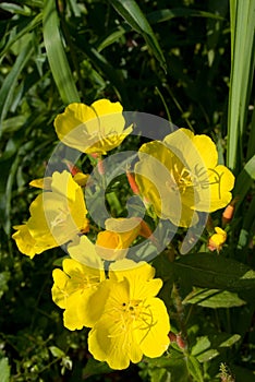 Evening primrose flowers