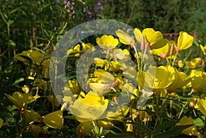 Evening primrose flowers