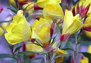 Evening primrose flowers