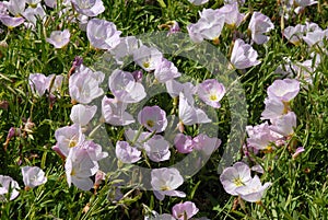 Evening Primrose flowers