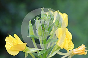 Evening primrose flowers