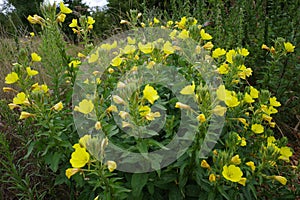 This evening primrose is growing in the wild in Germany