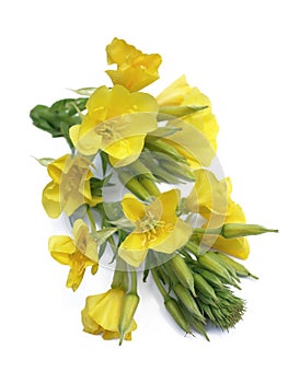 Evening primrose (Oenothera biennis)