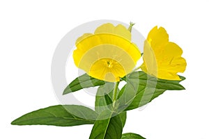 Evening primrose (oenothera biennis)