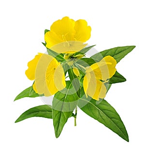 Evening primrose (oenothera biennis)