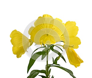 Evening primrose oenothera biennis