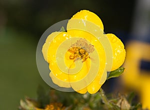 Evening Primrose (Oenothera Biennis) flower