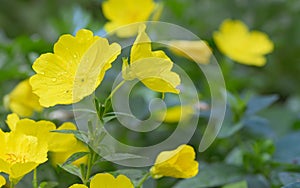 Evening primrose (Oenothera biennis) photo