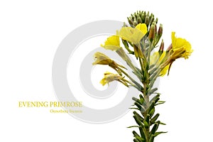 Evening primrose (Oenothera biennis) isolated on white photo