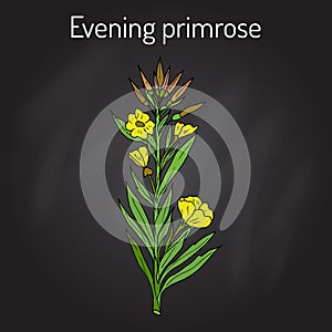 Evening primrose Oenothera biennis , or suncups, sundrops, ornamental and medicinal plant photo