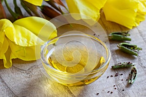 Evening primrose oil with evening primrose flowers, pods and see