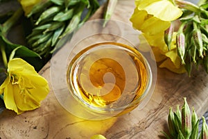 Evening primrose oil with fresh Oenothera biennis flowers