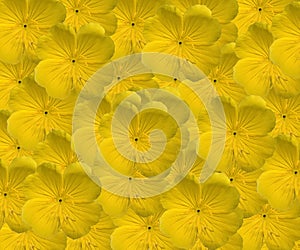 Evening Primrose Pattern