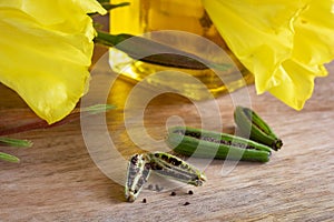 Evening primrose pods and seeds, with evening primrose flowers a