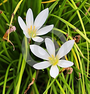 Evening rain lily. Known as Drummond`s rain lily,