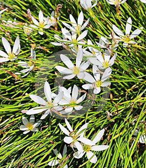 Evening rain lily. Known as Drummond`s rain lily,