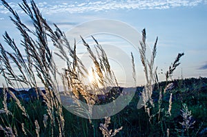 In the evening, reed sunset