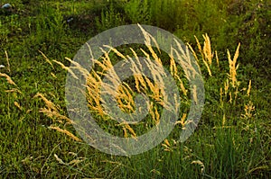 In the evening, reed sunset