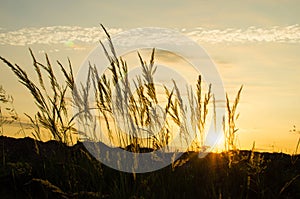 In the evening, reed sunset