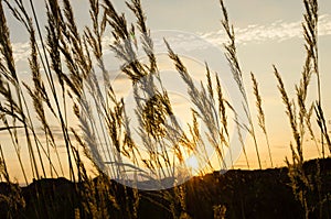 In the evening, reed sunset