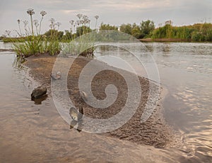 Evening on the river Teterev