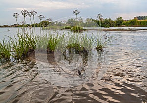 Evening on the river Teterev
