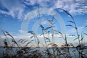 Evening rushes photo