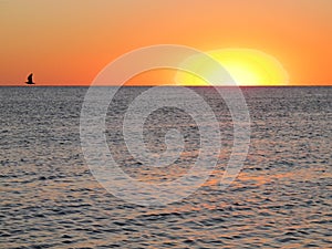 Evening by the sea, a silhouette of a seagull against the backdrop of a sunny sunset