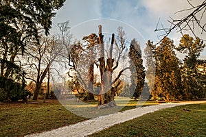The evening setting sun illuminates the trees in the park. Park sidewalk, paths.