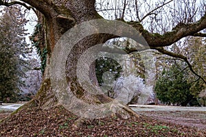 The evening setting sun illuminates the trees in the park. Park sidewalk, paths. Walks in spring