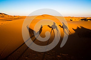 Evening Shadows of a Camel Caravan on the Sahara