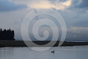 Evening Silhouettes Waterfowl Upper Klamath Lake