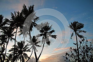 Evening sky behind the silhouettes of tall palm trees on a tropical island in the Maldives