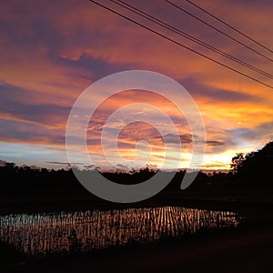 Evening sky sunset ricefield