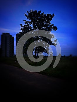 Evening sky tree dark dusk focus edited